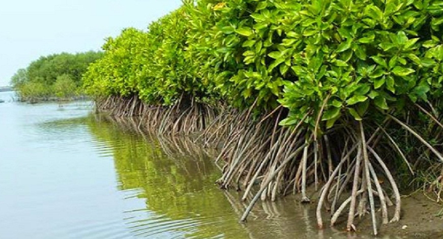 Detail Foto Hutan Mangrove Nomer 14