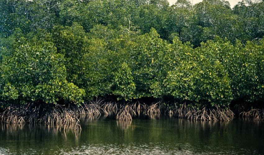 Detail Foto Hutan Mangrove Nomer 16