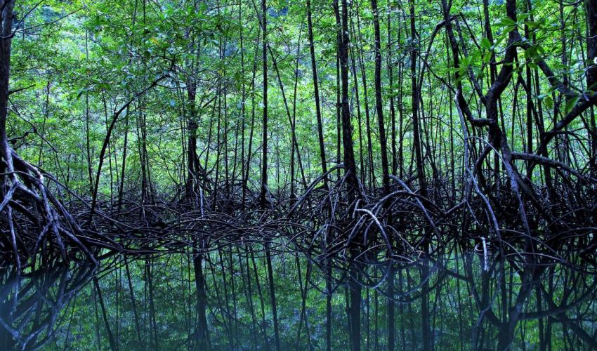 Detail Foto Hutan Mangrove Nomer 3