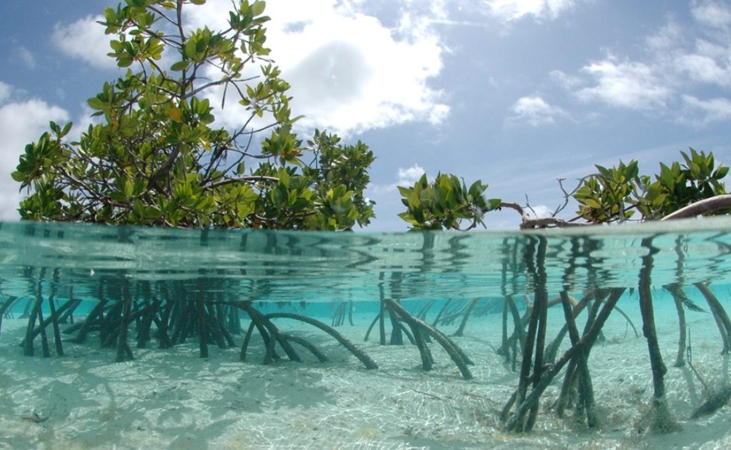 Detail Foto Hutan Mangrove Nomer 20