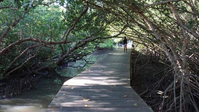 Detail Foto Hutan Mangrove Nomer 23