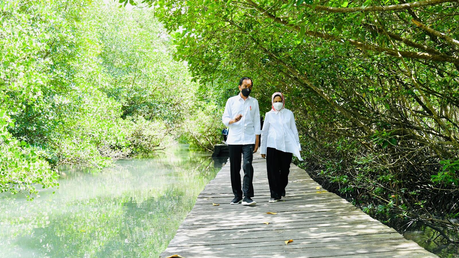 Detail Foto Hutan Mangrove Nomer 24