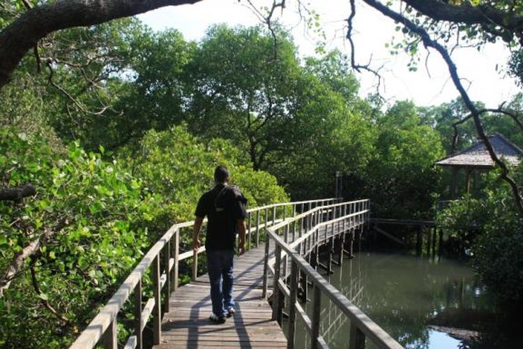 Detail Foto Hutan Mangrove Nomer 28