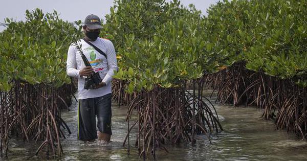 Detail Foto Hutan Mangrove Nomer 5