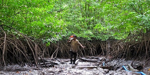 Detail Foto Hutan Mangrove Nomer 36