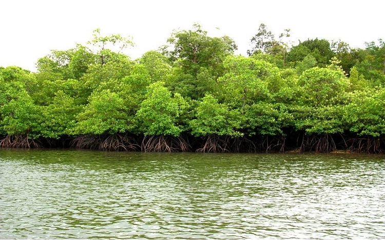 Detail Foto Hutan Mangrove Nomer 6