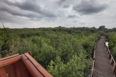 Detail Foto Hutan Mangrove Nomer 39