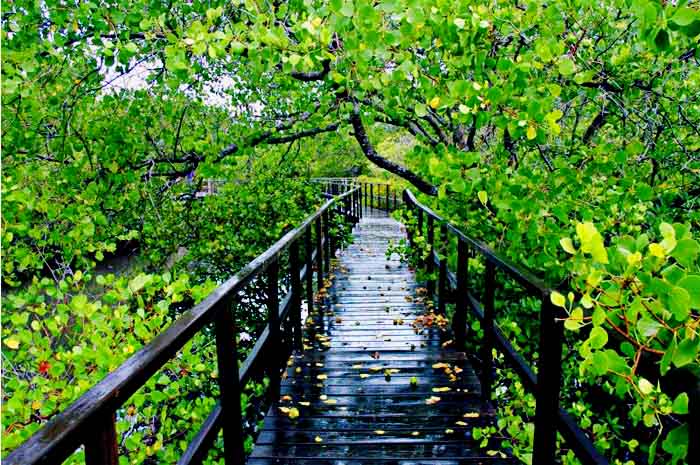 Detail Foto Hutan Mangrove Nomer 40