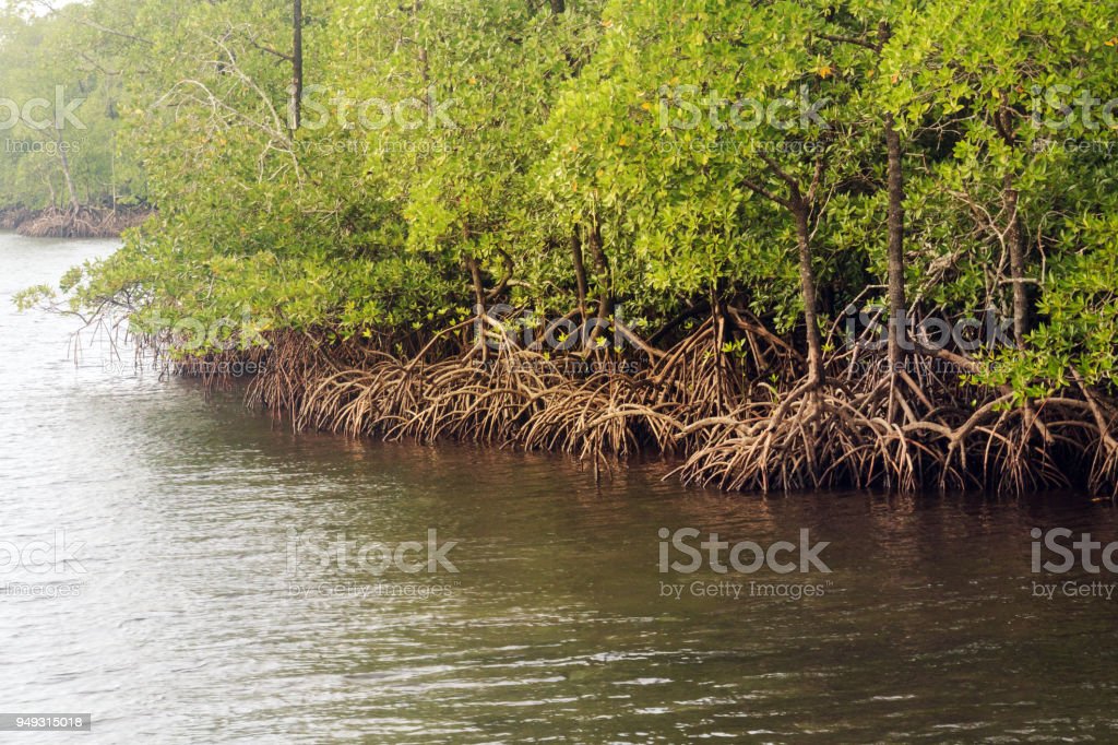 Detail Foto Hutan Mangrove Nomer 41