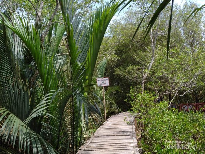 Detail Foto Hutan Mangrove Nomer 44