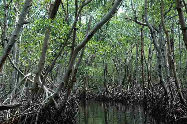 Detail Foto Hutan Mangrove Nomer 45