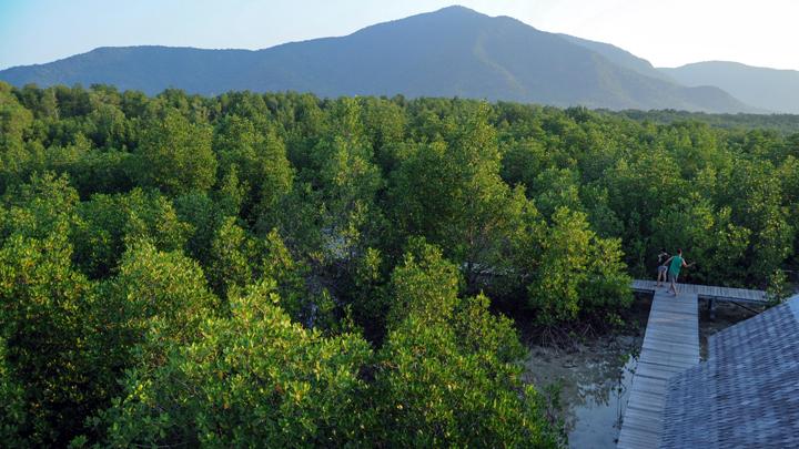 Detail Foto Hutan Mangrove Nomer 46