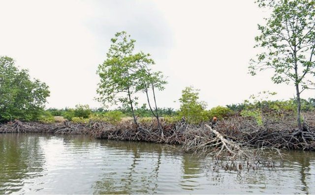 Detail Foto Hutan Mangrove Nomer 47