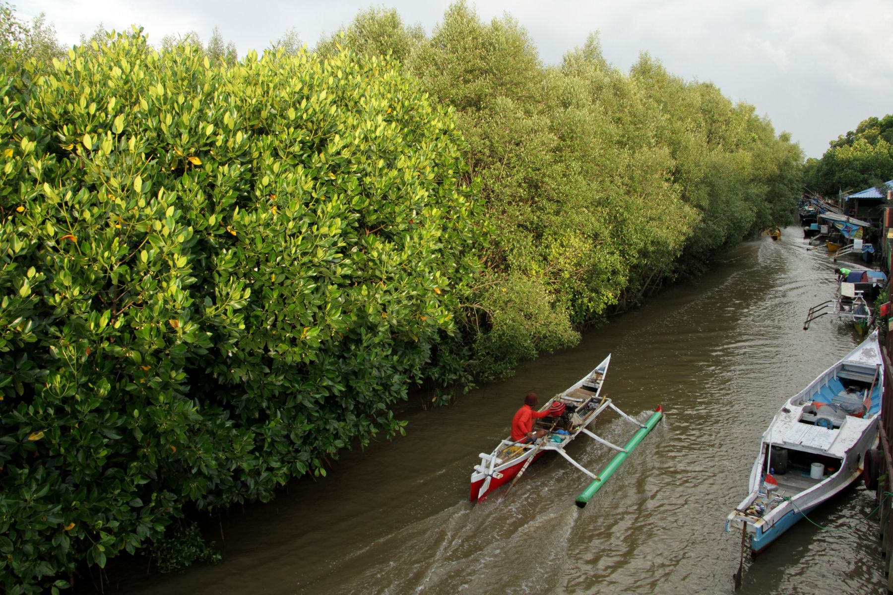 Detail Foto Hutan Mangrove Nomer 48