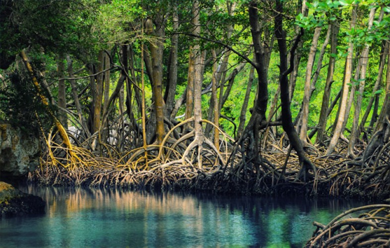 Detail Foto Hutan Mangrove Nomer 9