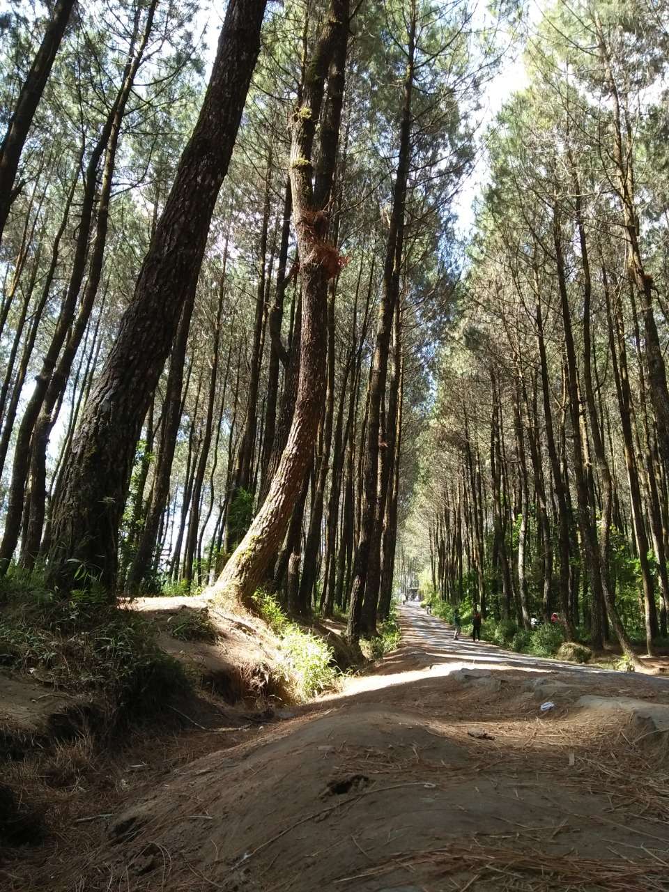 Detail Foto Hutan Pinus Nomer 2