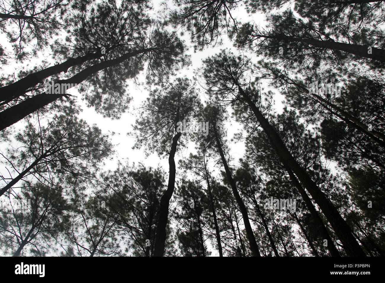 Detail Foto Hutan Pinus Nomer 10