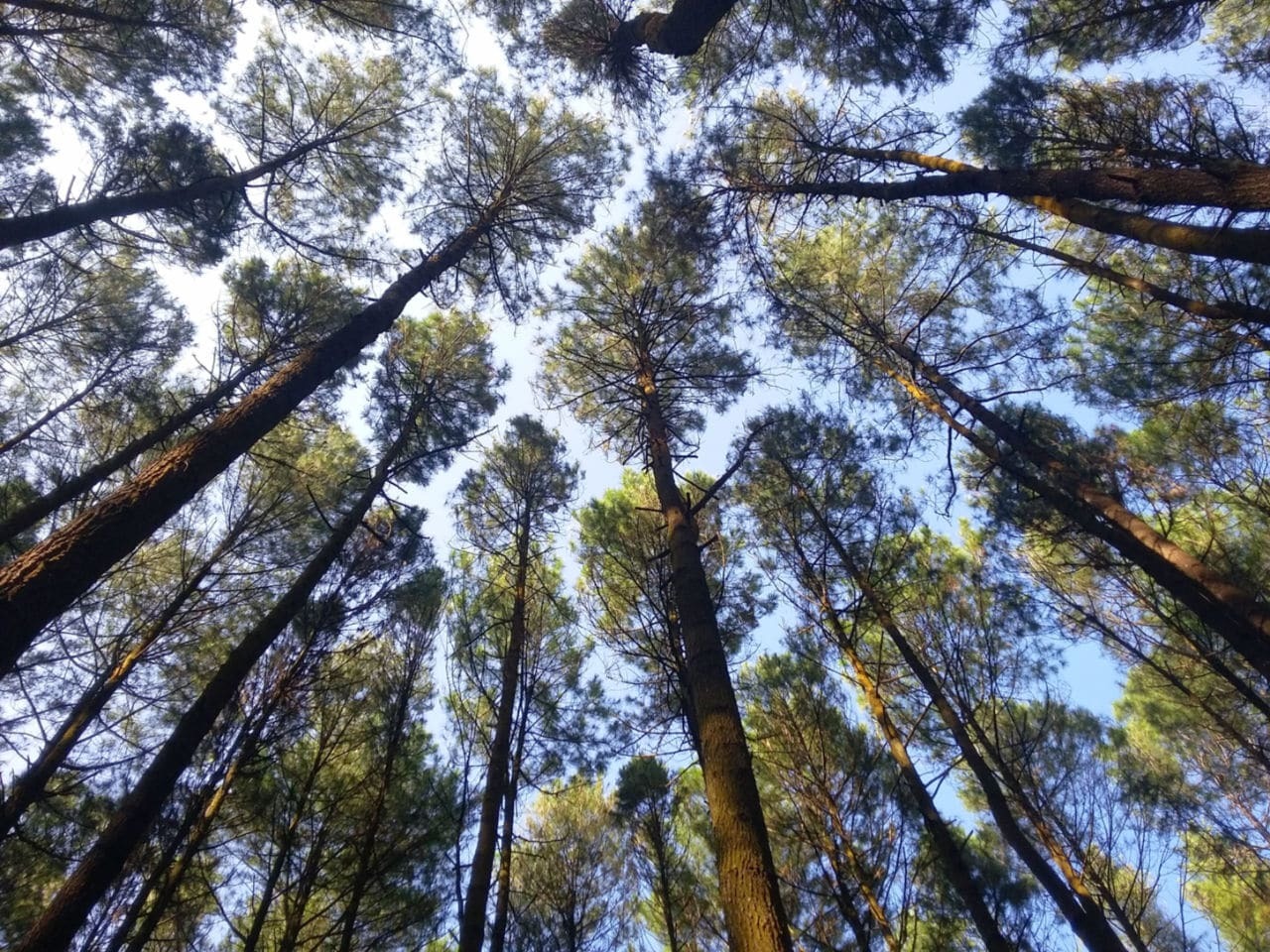 Detail Foto Hutan Pinus Nomer 18