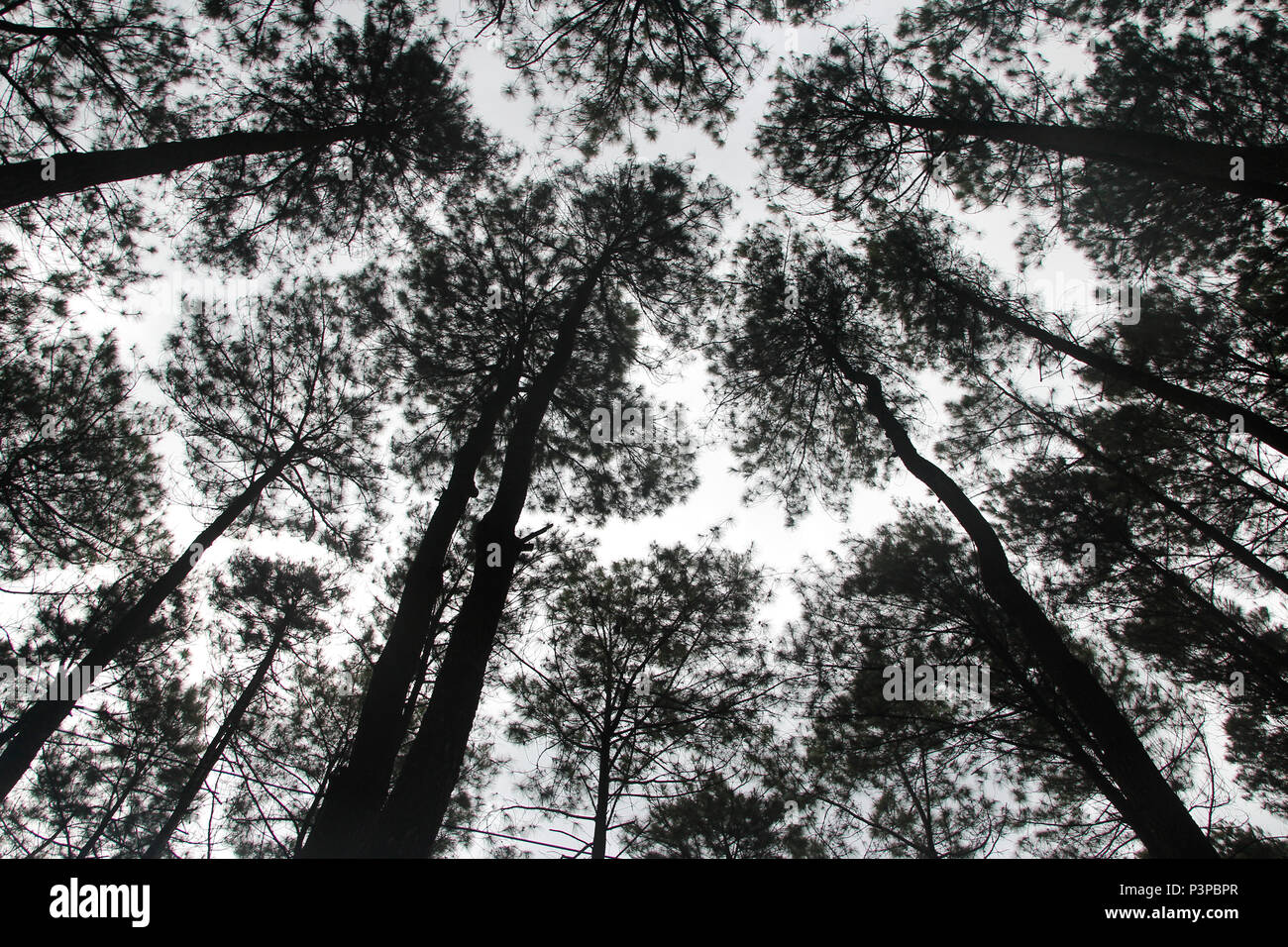 Detail Foto Hutan Pinus Nomer 23