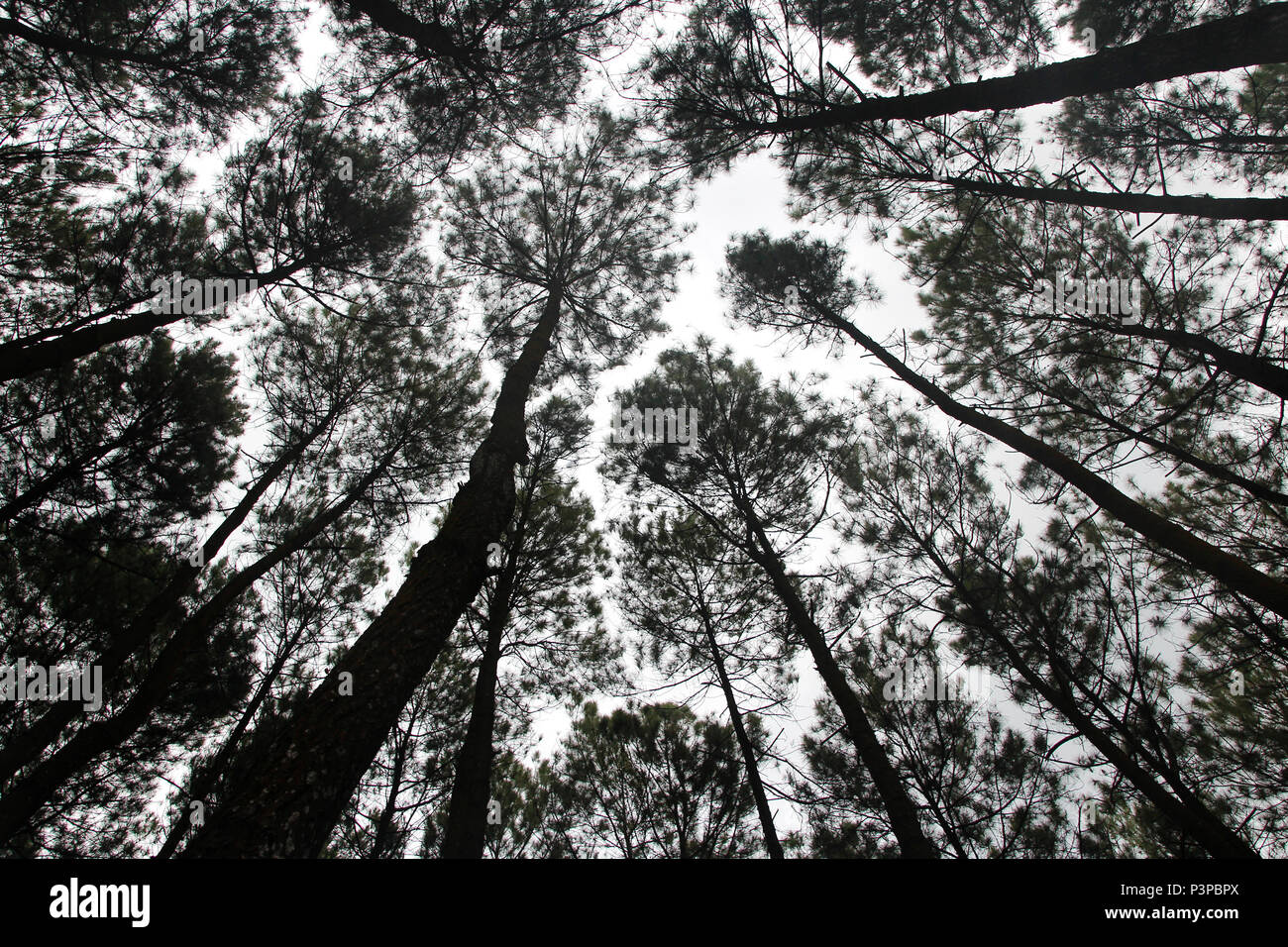 Detail Foto Hutan Pinus Nomer 24