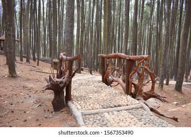 Detail Foto Hutan Pinus Nomer 34