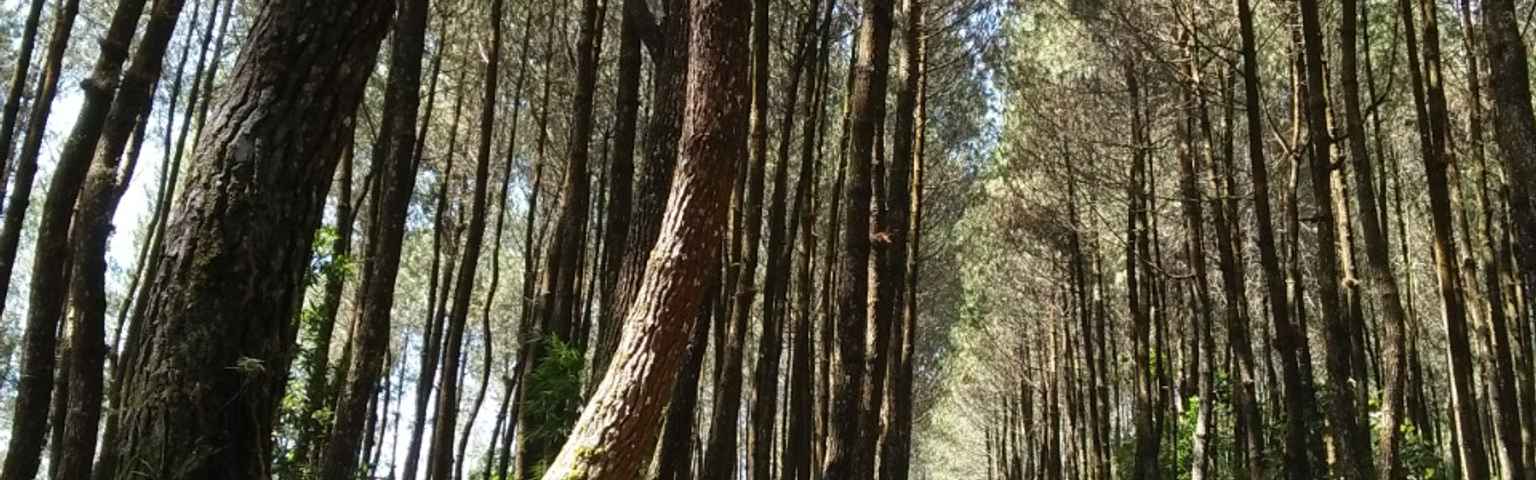 Detail Foto Hutan Pinus Nomer 43