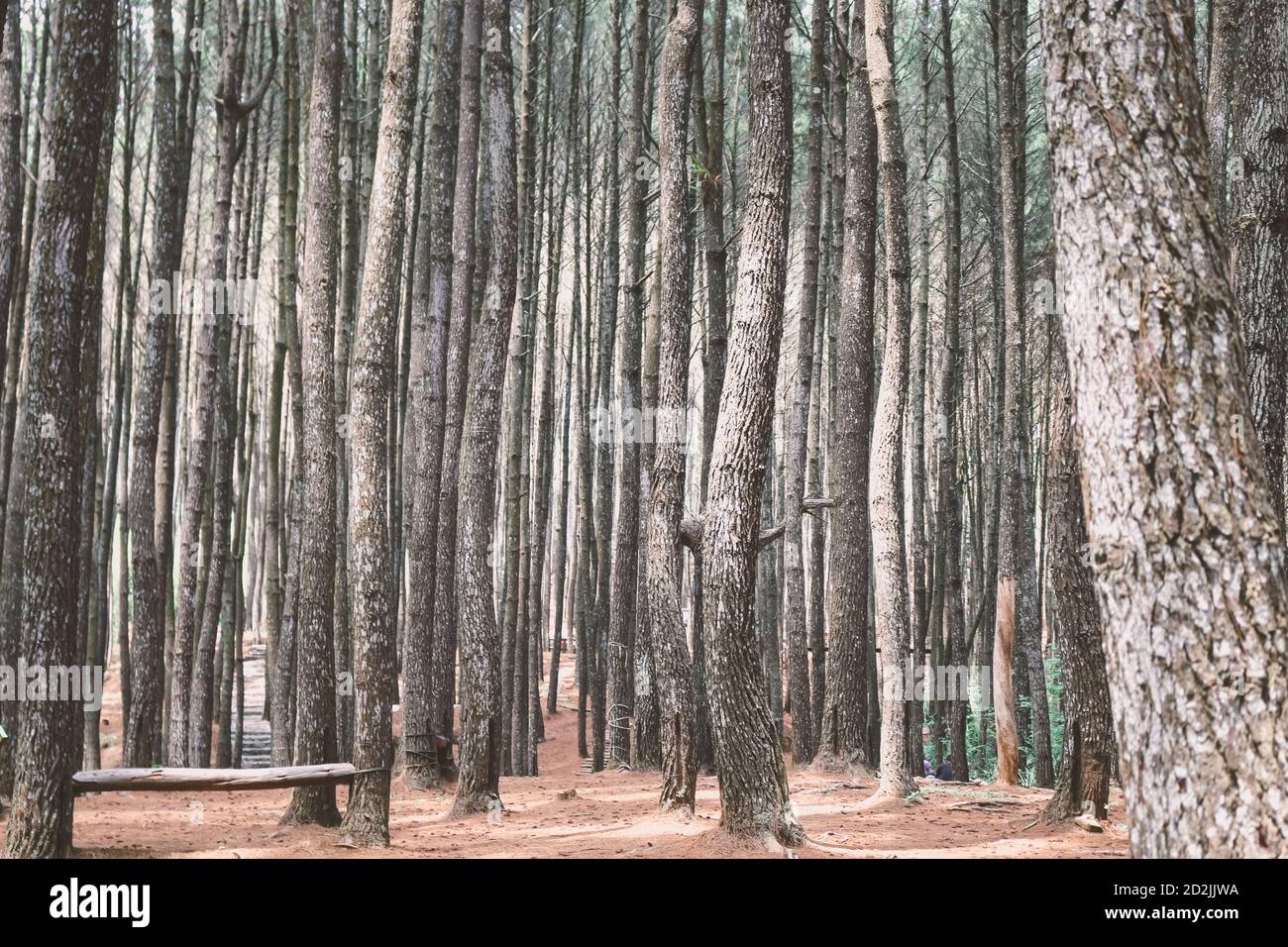 Detail Foto Hutan Pinus Nomer 5