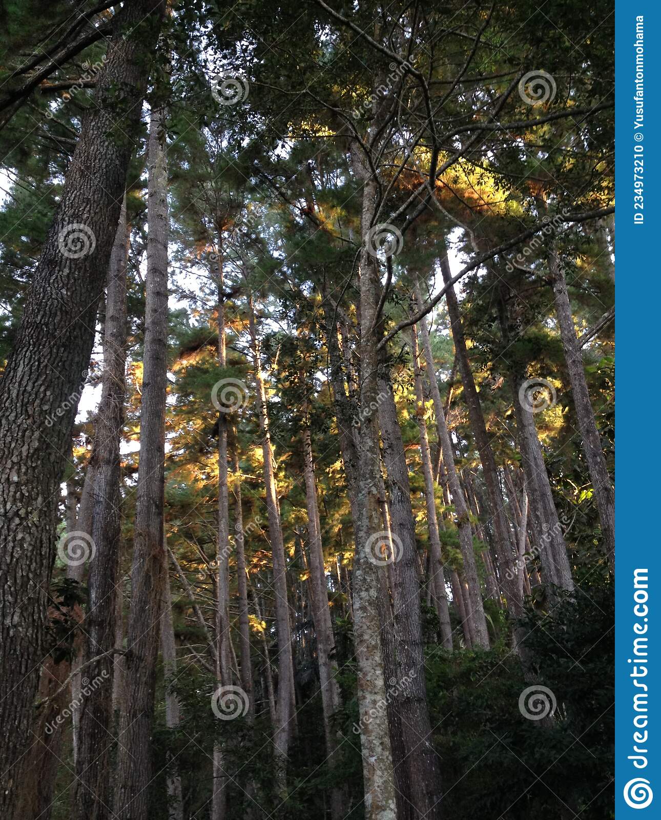 Detail Foto Hutan Pinus Nomer 48