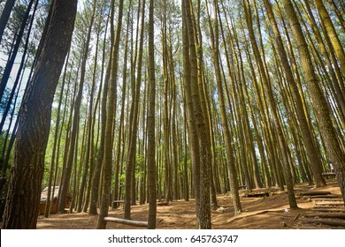 Detail Foto Hutan Pinus Nomer 51