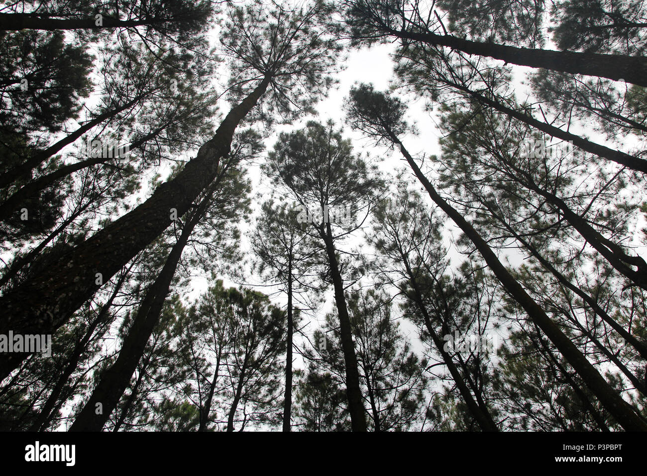 Detail Foto Hutan Pinus Nomer 7