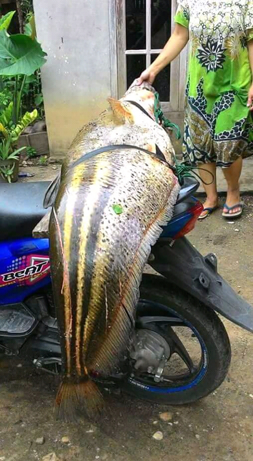 Detail Foto Ikan Besar Nomer 27