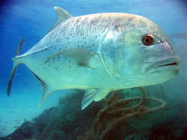 Detail Foto Ikan Besar Nomer 32