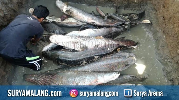 Detail Foto Ikan Besar Nomer 10