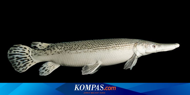 Foto Ikan Buaya - KibrisPDR