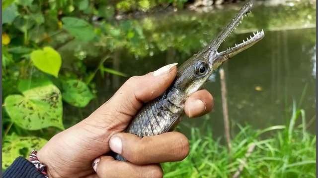 Detail Foto Ikan Buaya Nomer 11