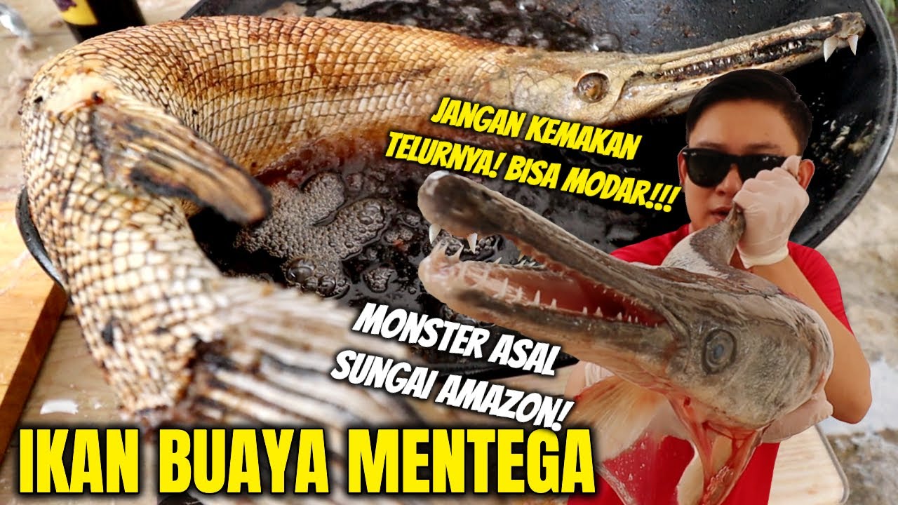 Detail Foto Ikan Buaya Nomer 37