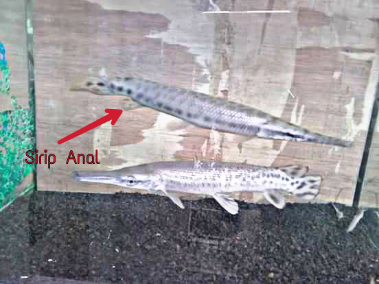 Detail Foto Ikan Buaya Nomer 47