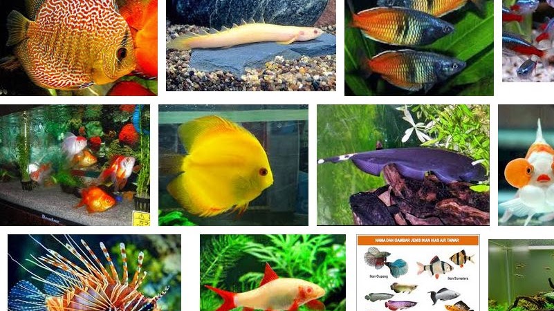 Detail Foto Ikan Cantik Nomer 15