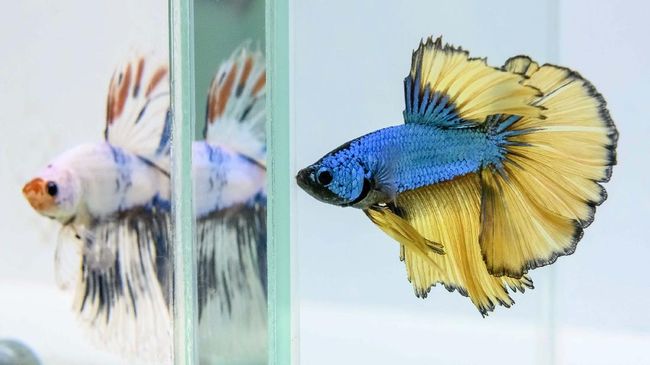 Detail Foto Ikan Cantik Nomer 32