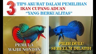 Detail Foto Ikan Cupang Aduan Nomer 25