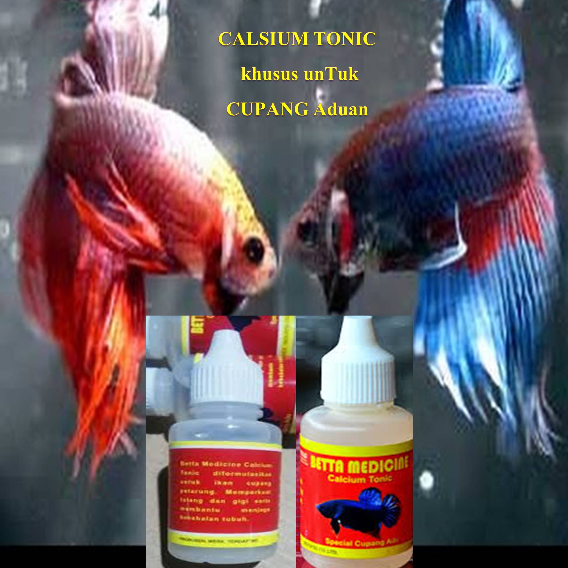 Detail Foto Ikan Cupang Aduan Nomer 37