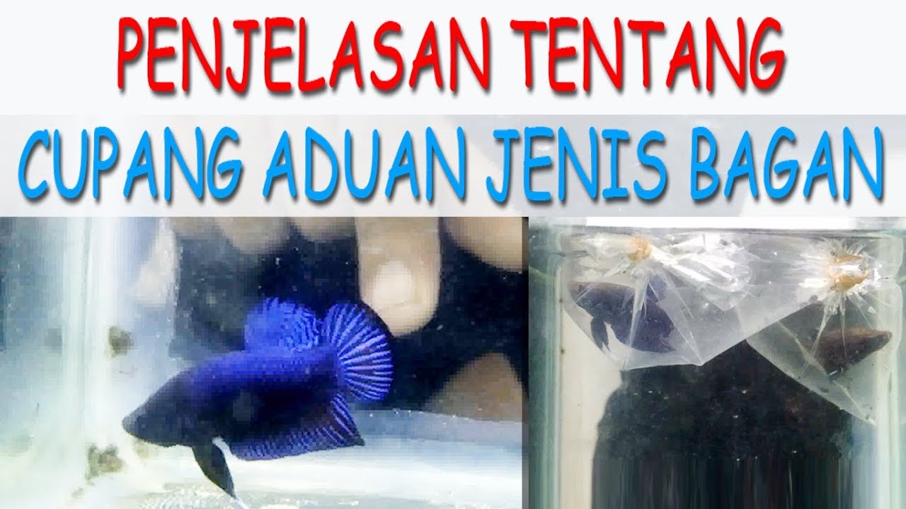 Detail Foto Ikan Cupang Aduan Nomer 39