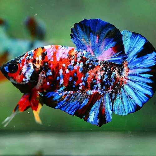 Foto Ikan Cupang Multicolor - KibrisPDR