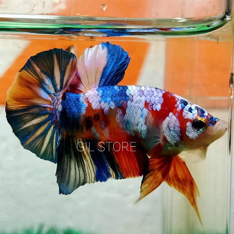 Detail Foto Ikan Cupang Multicolor Nomer 11