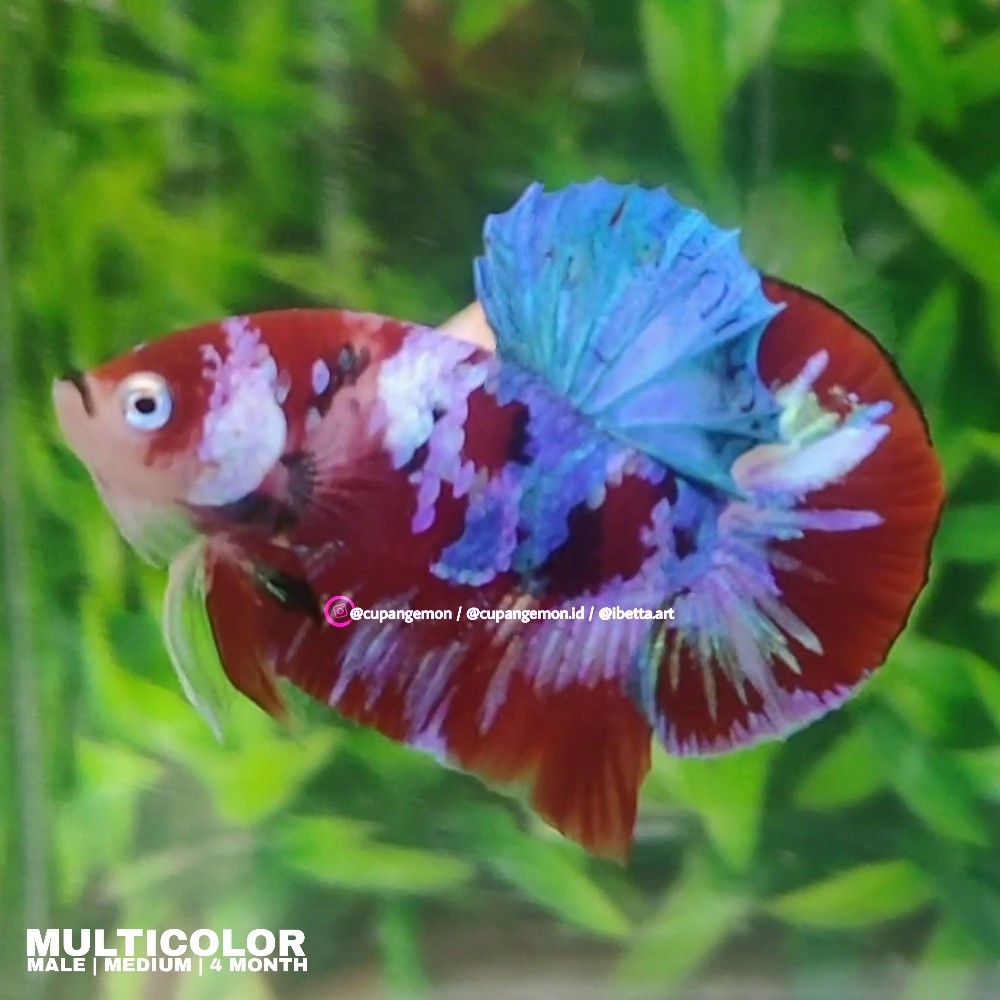 Detail Foto Ikan Cupang Multicolor Nomer 19