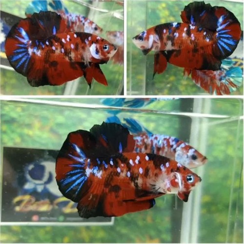 Detail Foto Ikan Cupang Multicolor Nomer 40