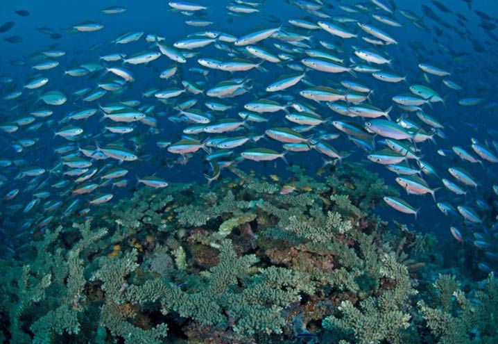 Detail Foto Ikan Di Laut Nomer 13