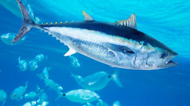 Detail Foto Ikan Di Laut Nomer 21