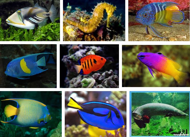 Detail Foto Ikan Di Laut Nomer 37