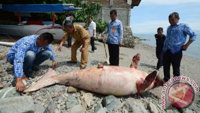 Foto Ikan Duyung - KibrisPDR